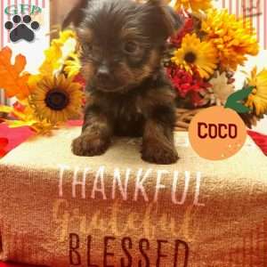 Coco, Yorkie Puppy